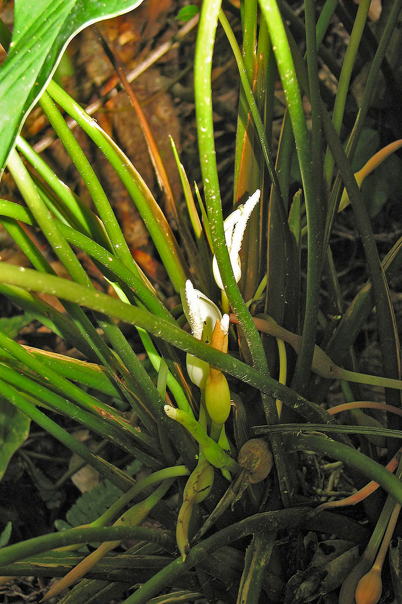 Изображение особи семейство Araceae.
