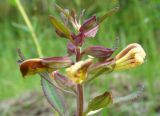 Pedicularis labradorica. Верхушка цветущего растения. Якутия, Мирнинский р-н, окр. пос. Светлый, тайга. 09.07.2009.