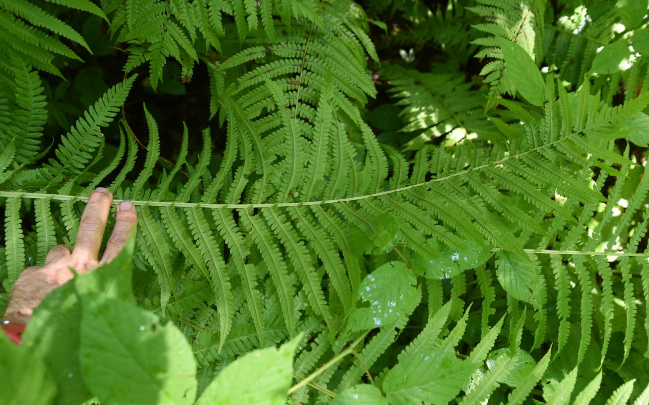 Image of Matteuccia struthiopteris specimen.