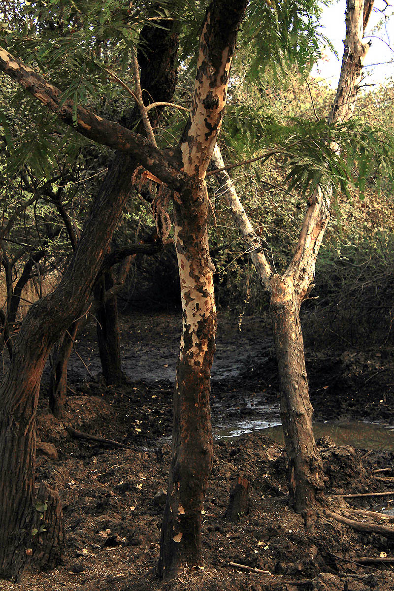 Image of Phyllanthus emblica specimen.