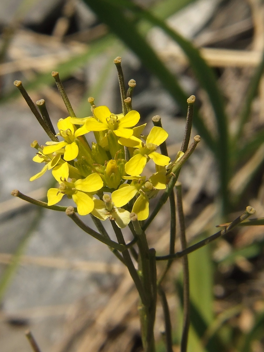 Изображение особи Erysimum hieraciifolium.