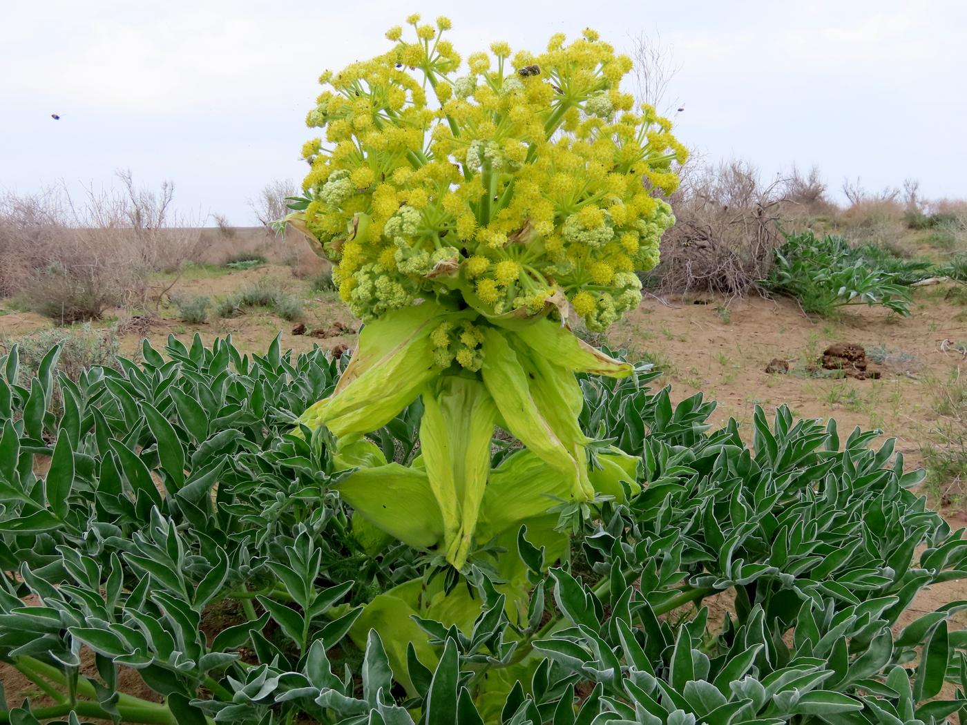 Image of Ferula foetida specimen.