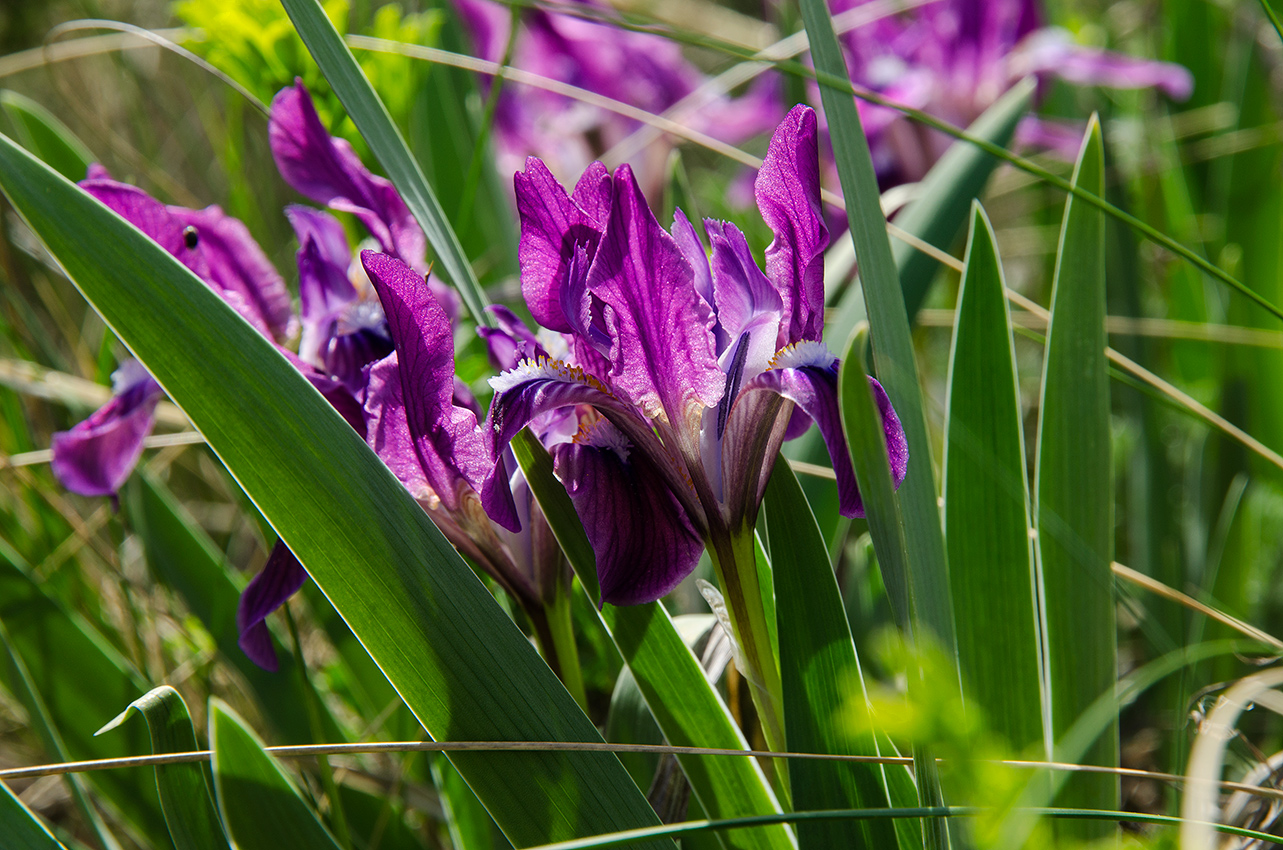 Image of Iris pumila specimen.