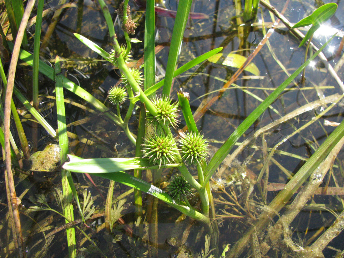 Image of Sparganium emersum specimen.