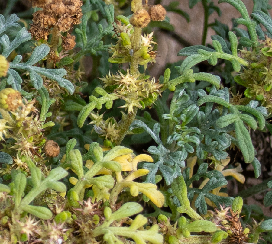 Image of Ambrosia chamissonis specimen.