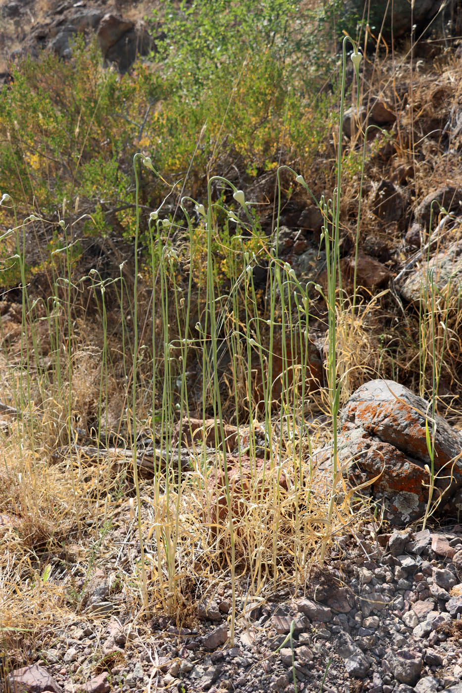 Image of Allium longicuspis specimen.