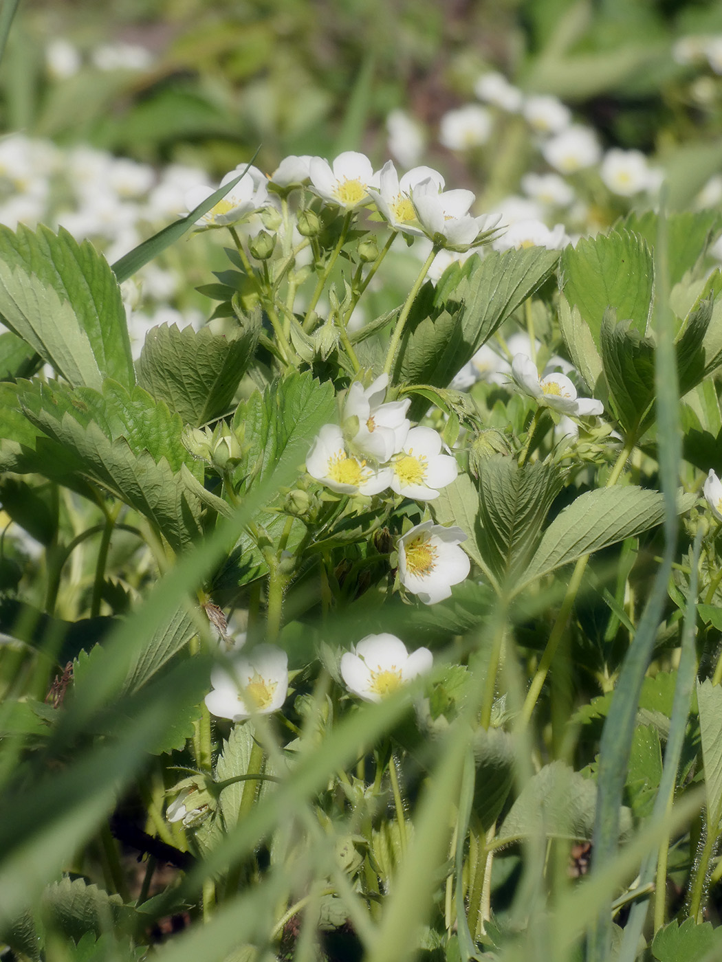 Изображение особи Fragaria &times; ananassa.