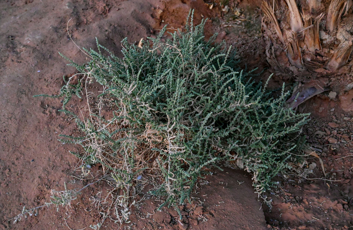 Image of Bassia tomentosa specimen.