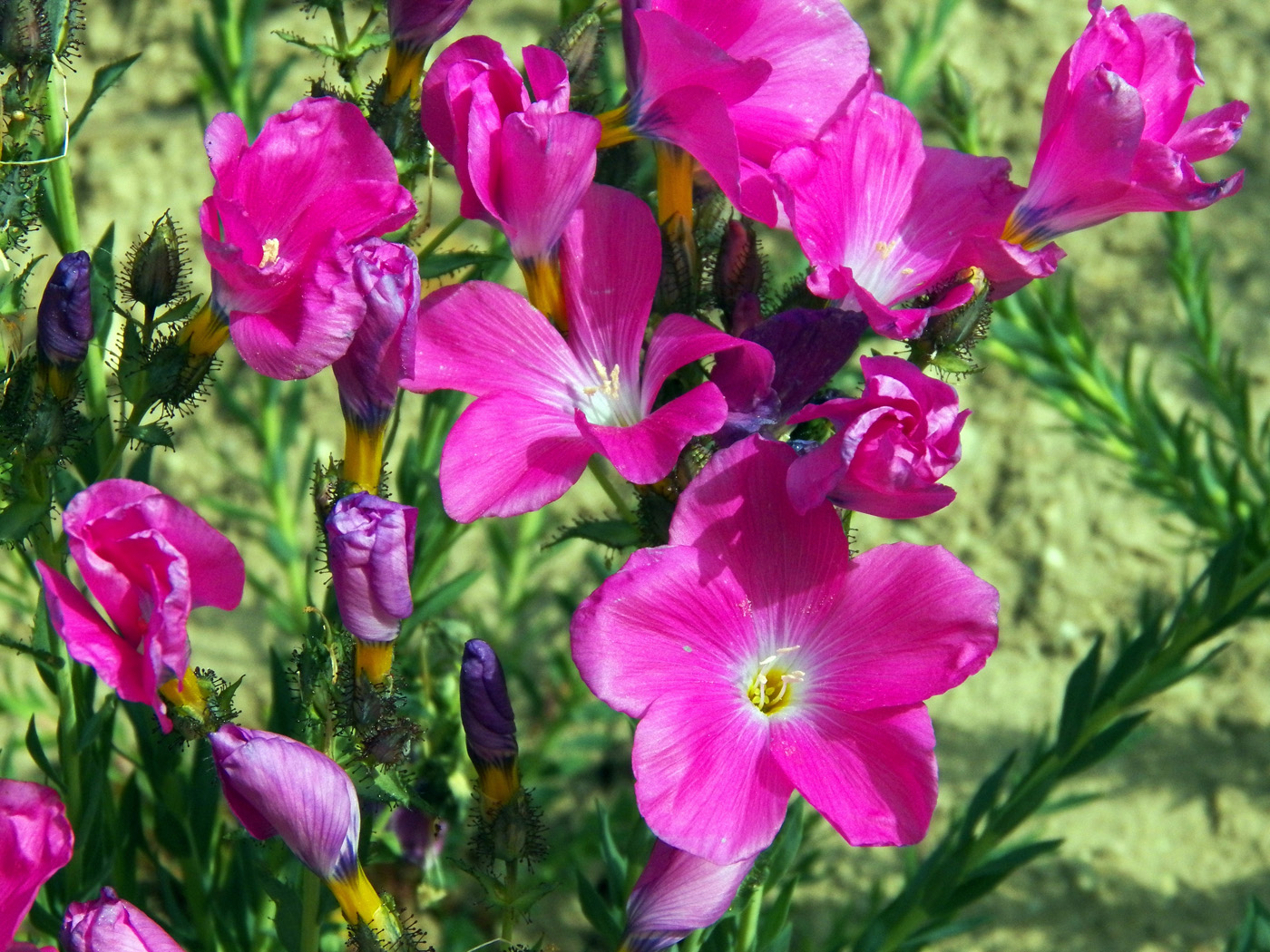 Image of Linum olgae specimen.