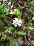 Melandrium latifolium. Цветок и бутоны. Краснодарский край, городской округ Сочи, Адлерский р-н, окр. с. Казачий Брод, широколиственный лес, рядом с обрывом. 17.04.2023.