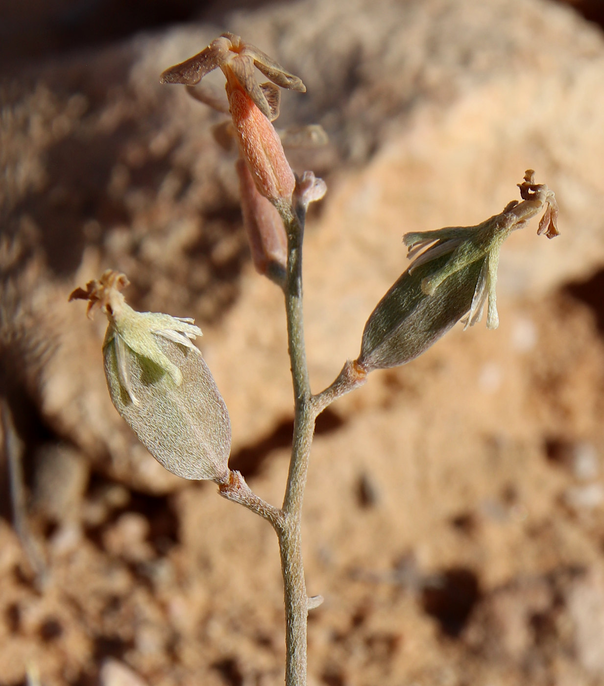 Image of Farsetia aegyptia specimen.