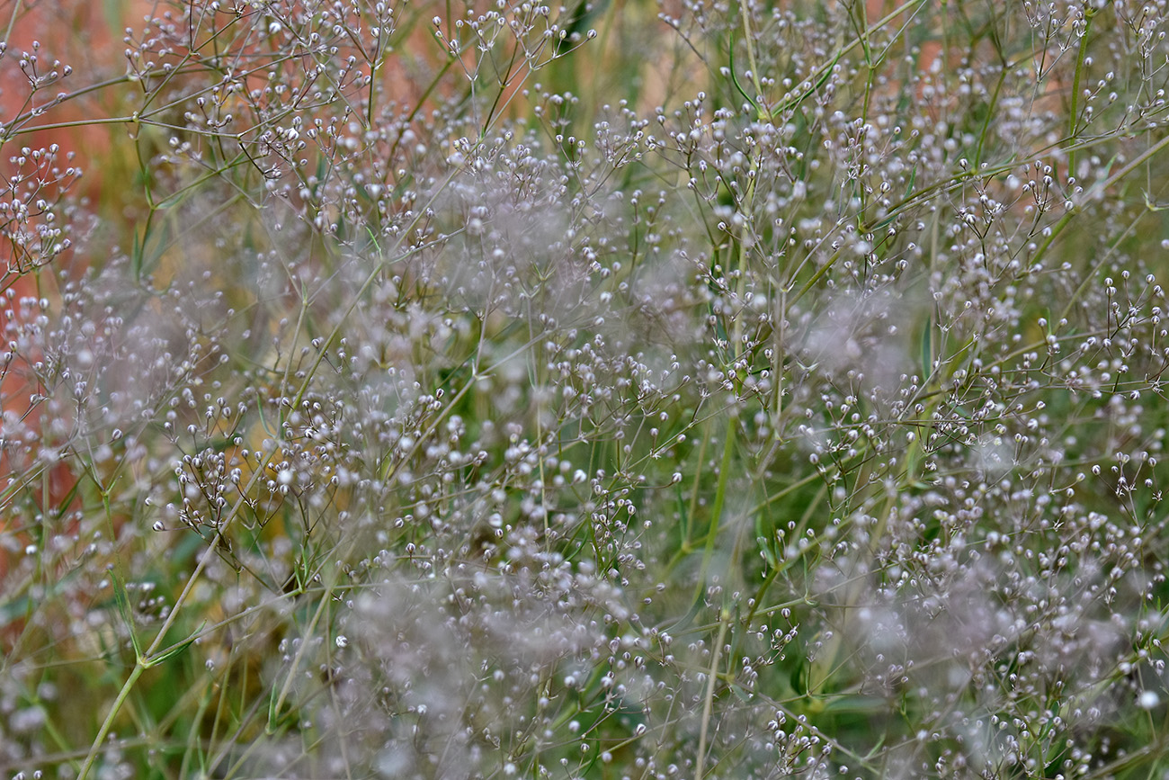 Изображение особи Gypsophila paniculata.