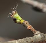 Ulmus macrocarpa. Часть побега и цветок с облетевшими пыльниками (остальные цветки в соцветии удалены). Приморский край, Шкотовский р-н, окр. дер. Лукьяновка, долина р. Суходол, крутой каменистый склон юго-западной экспозиции, ильмовое редколесье. 19.04.2024.