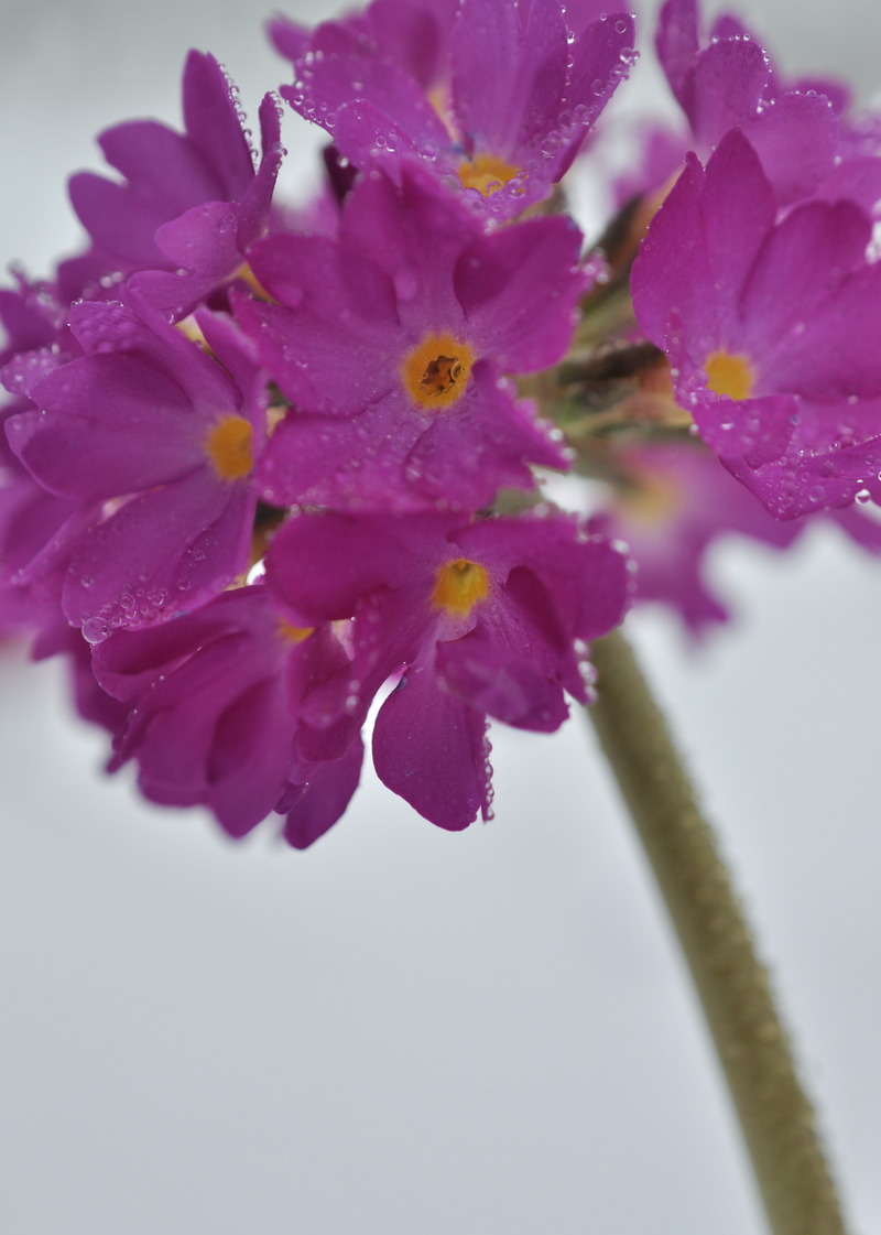 Image of Primula denticulata specimen.