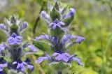 Ajuga multiflora. Верхушка соцветия. Приморский край, Уссурийский ГО, окр. с. Монакино, околица. 12.05.2024.