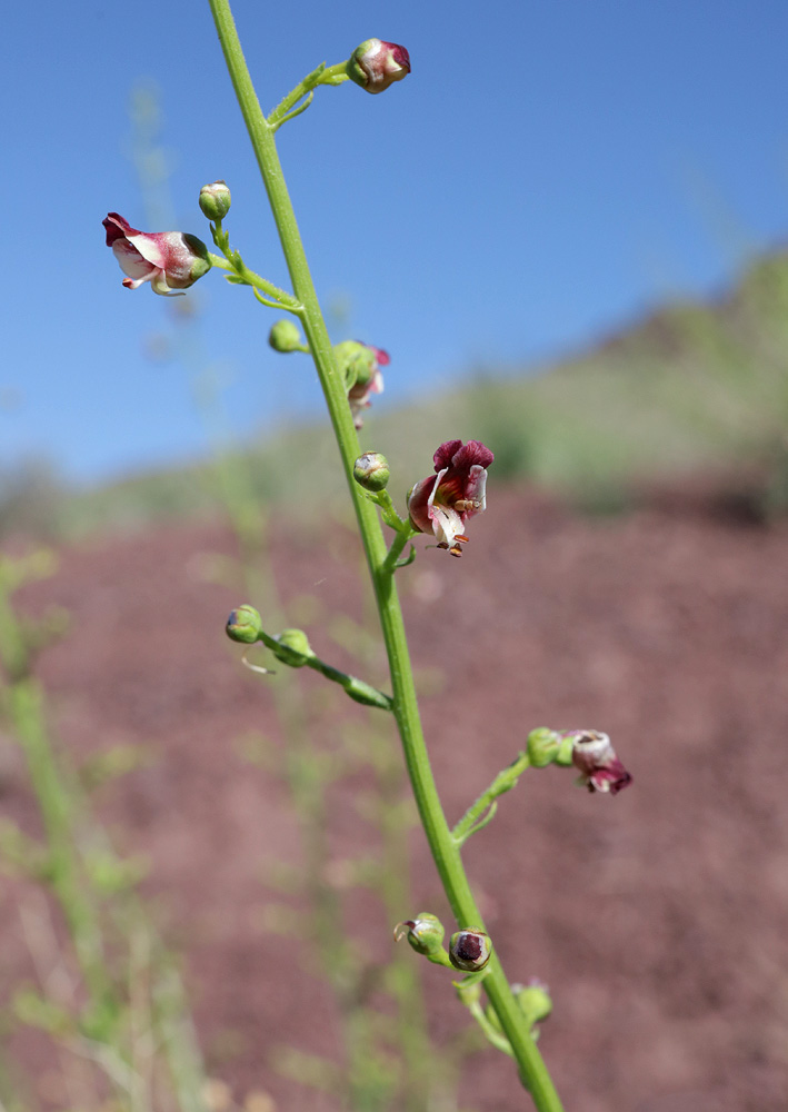 Изображение особи Scrophularia incisa.