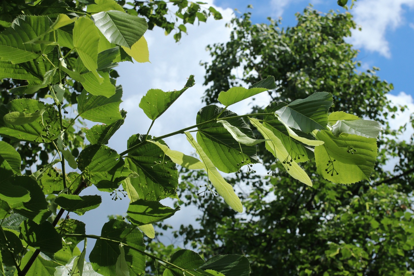 Image of Tilia americana specimen.