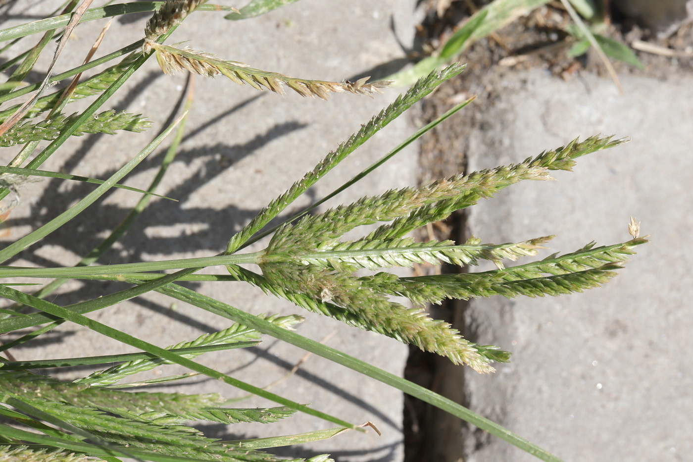 Image of Eleusine indica specimen.