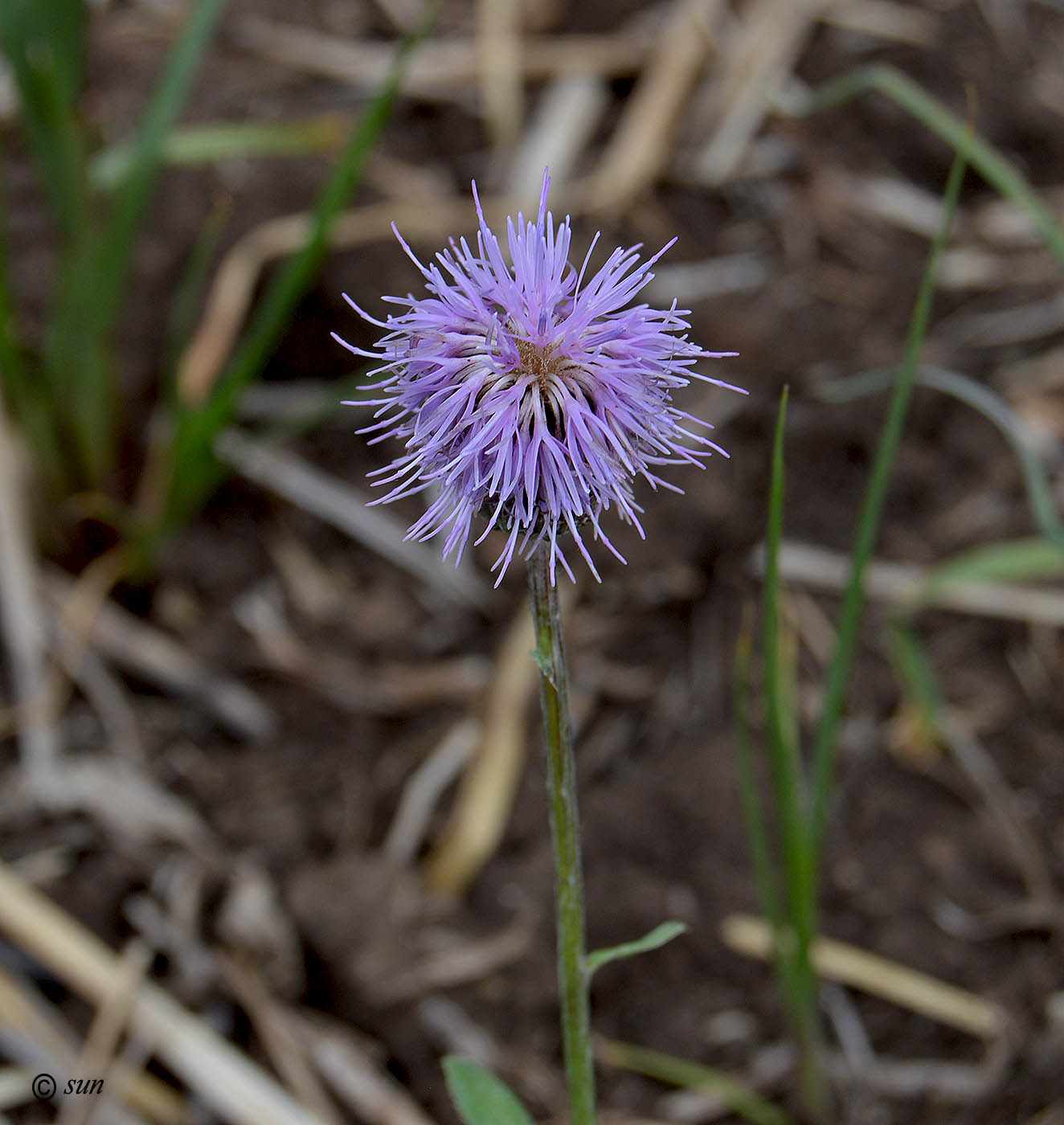 Image of Cirsium arvense specimen.