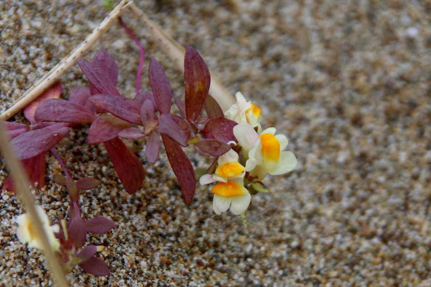 Image of Linaria japonica specimen.