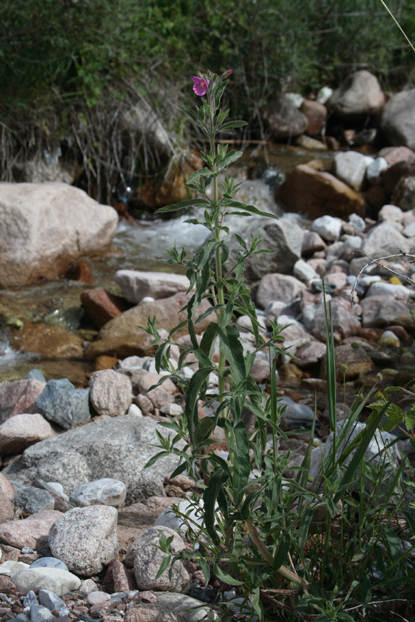 Изображение особи Epilobium velutinum.