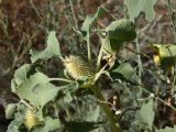 Xanthium orientale