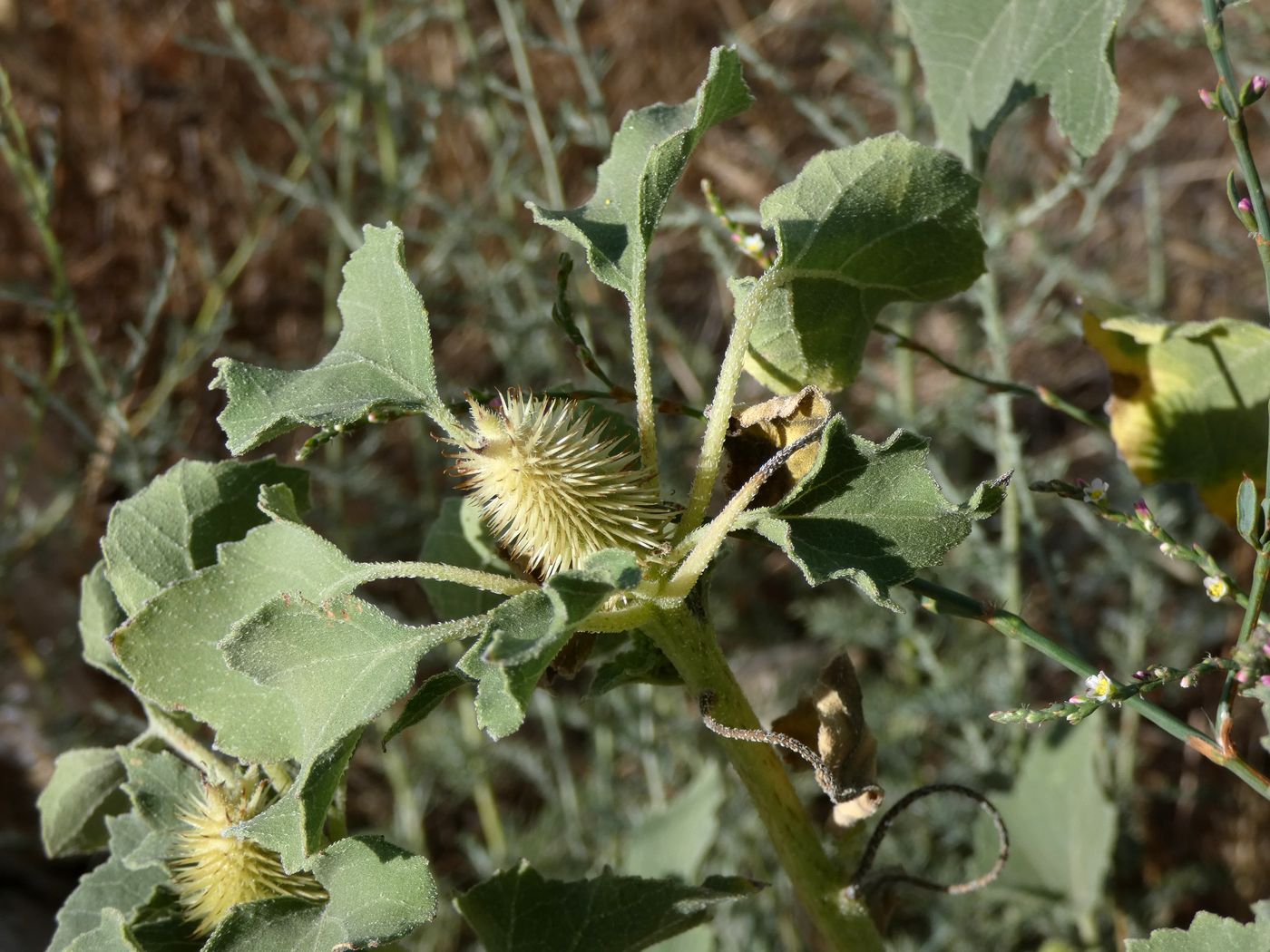 Image of Xanthium orientale specimen.