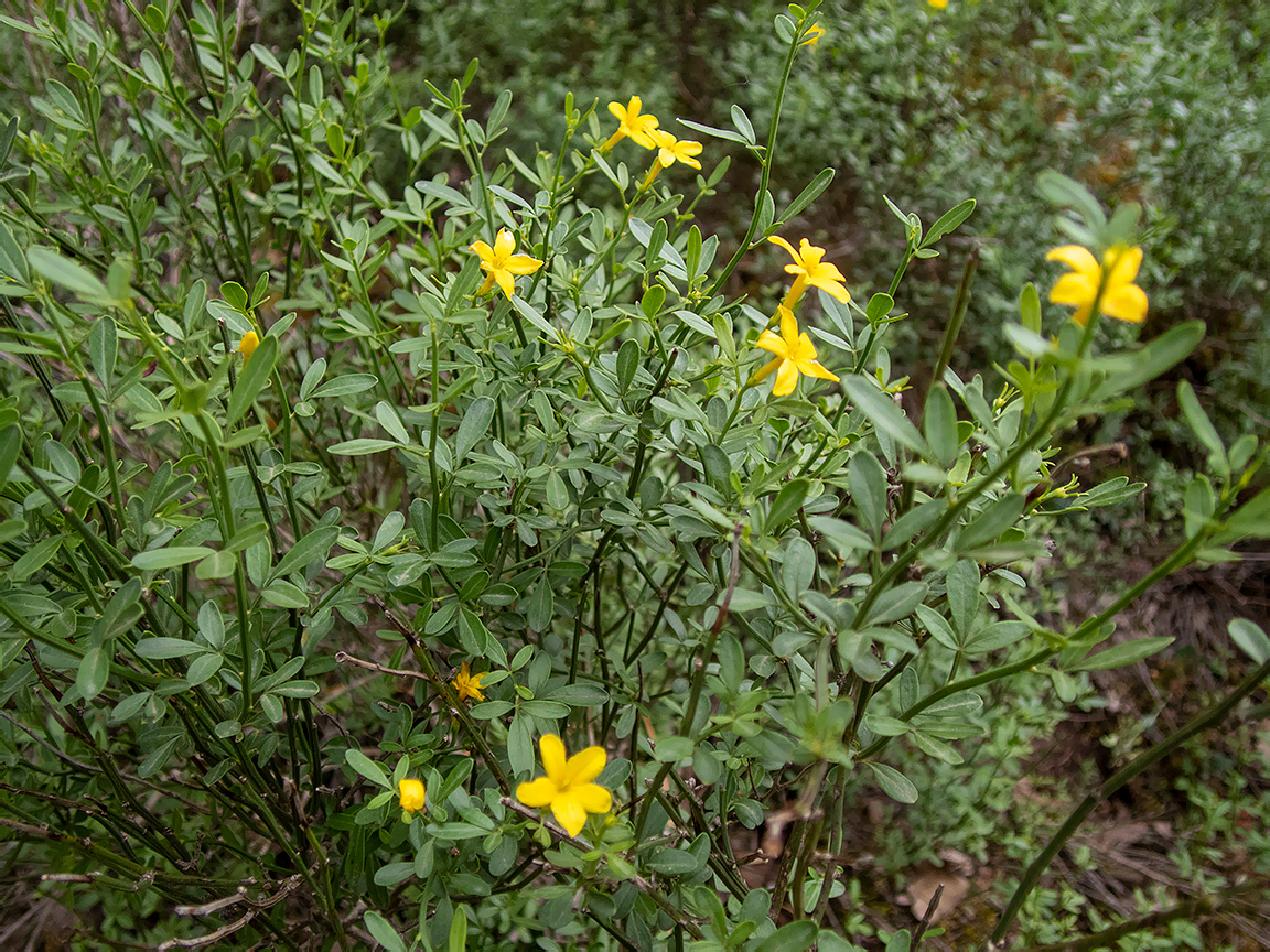 Image of Jasminum fruticans specimen.