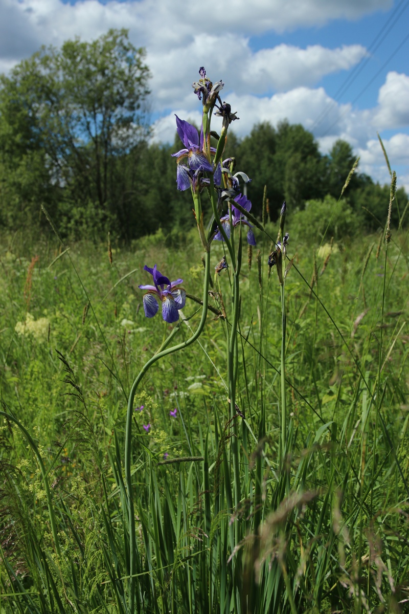 Изображение особи Iris sibirica.