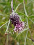 Cirsium setosum. Соцветие. Хабаровский край, окр. г. Комсомольск-на-Амуре, обочина грунтовой дороги. 18.09.2024.