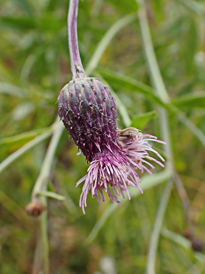 Image of Cirsium setosum specimen.