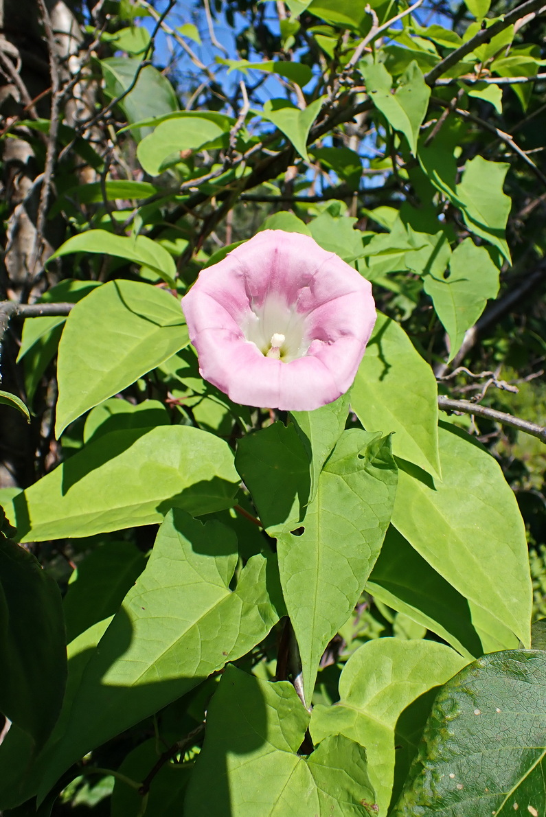 Image of Calystegia inflata specimen.