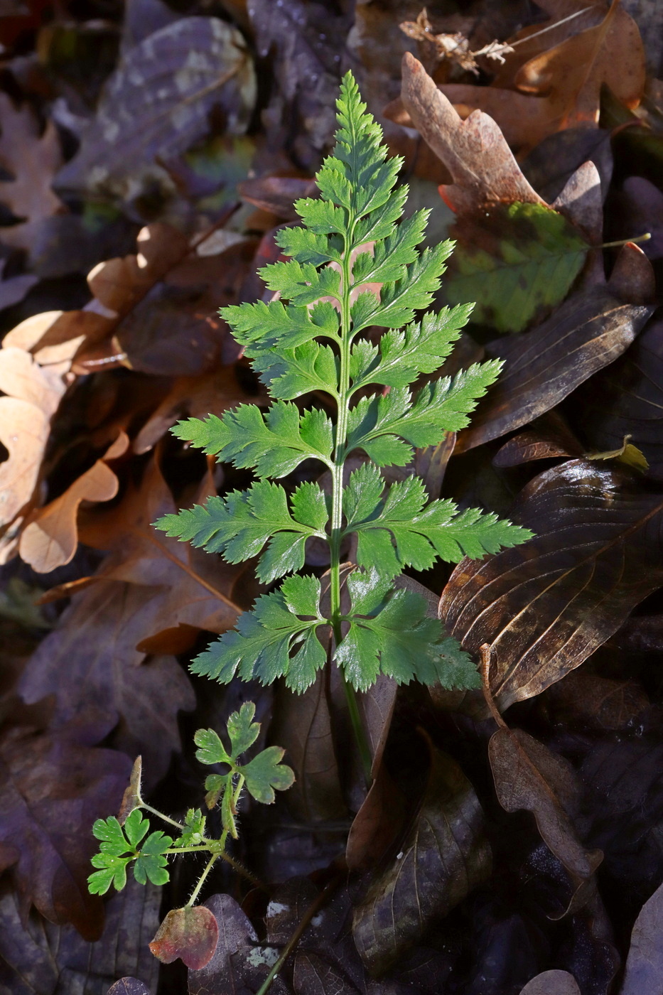 Image of Asplenium adiantum-nigrum specimen.