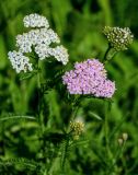 Achillea millefolium. Соцветия. Вологодская обл., Кирилловский р-н, г. Кириллов, берег оз. Сиверское, луг. 12.07.2024.