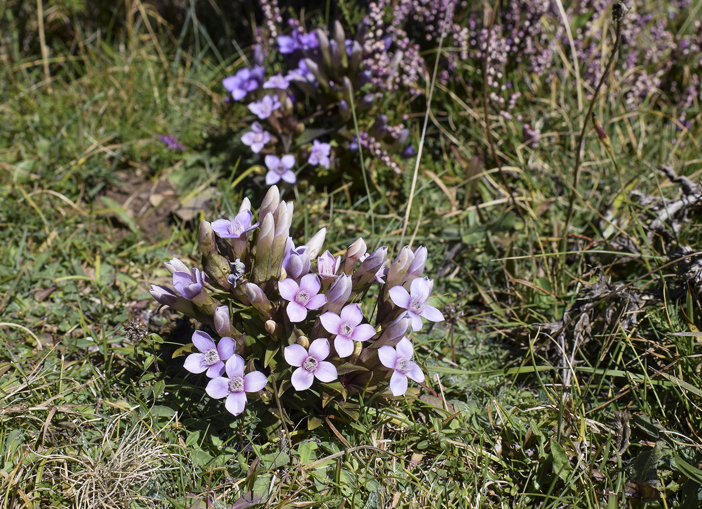 Изображение особи Gentianella campestris.