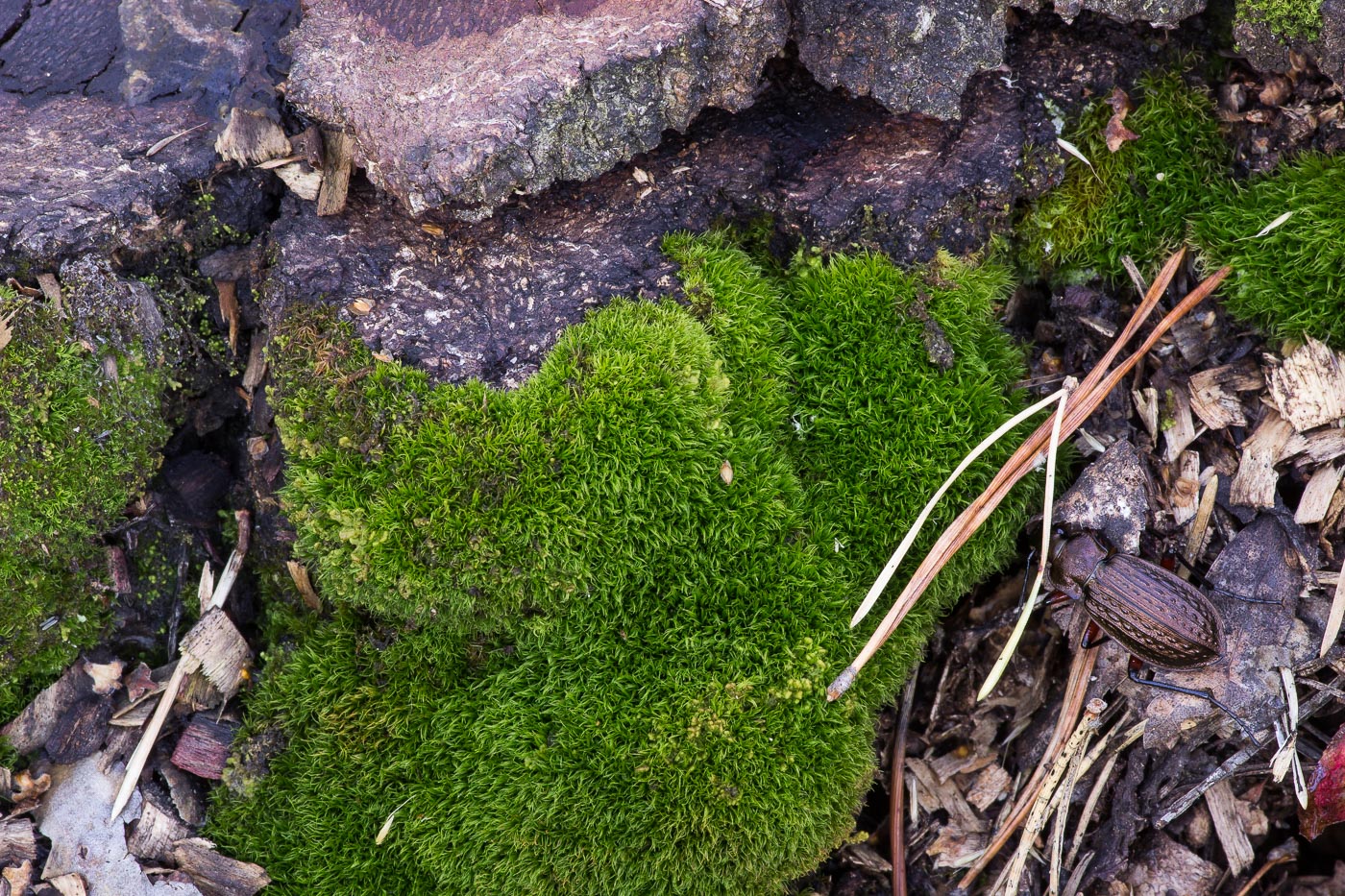 Image of Dicranum montanum specimen.