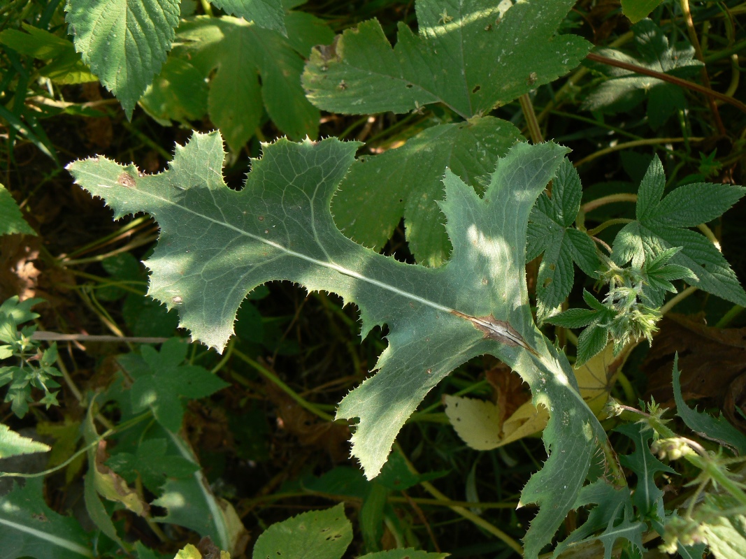 Image of Lactuca serriola specimen.