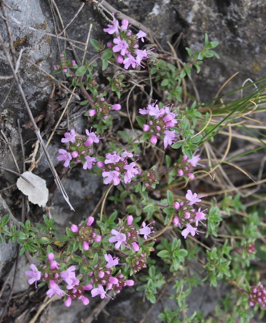 Изображение особи Thymus punctulosus.