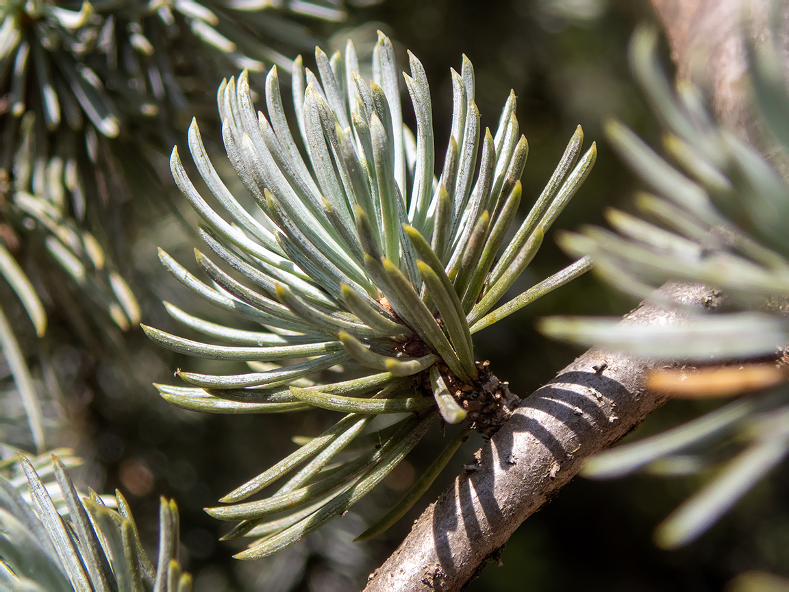 Изображение особи Cedrus atlantica.