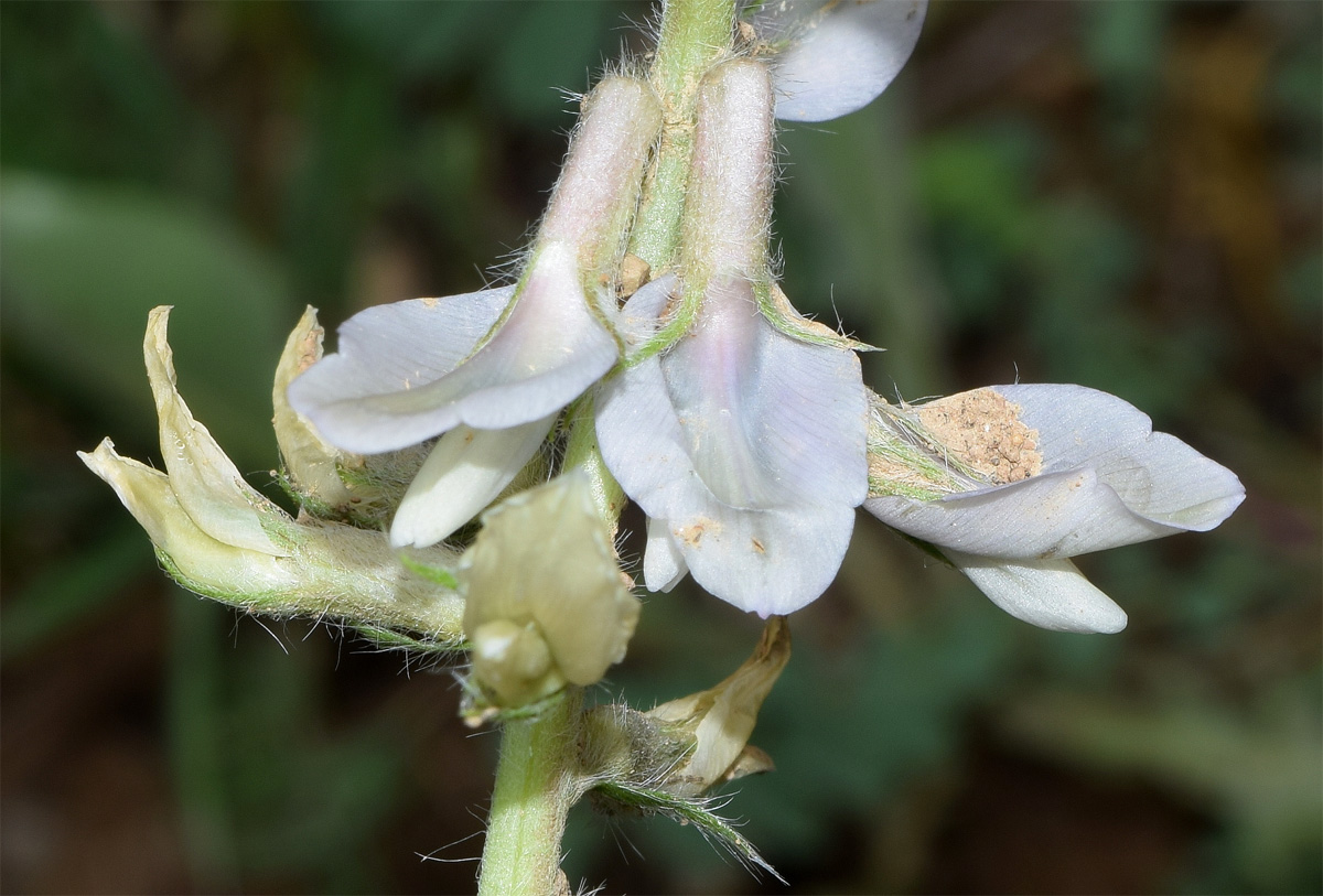 Image of genus Oxytropis specimen.