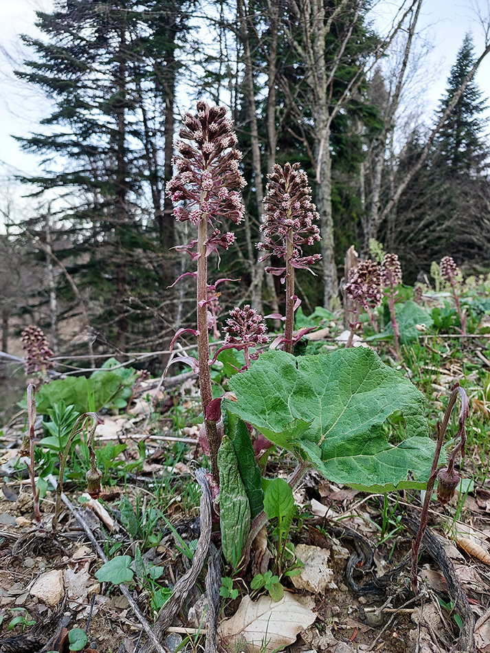 Image of Petasites hybridus specimen.