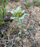 Alyssum variety desertorum