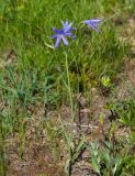 View full-size image Ixiolirion tataricum