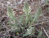 Смотреть изображение Pedicularis olgae