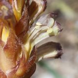 View full-size image Orobanche grenieri