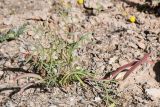 View full-size image genus Astragalus