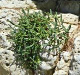 Смотреть изображение Crithmum maritimum