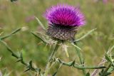 Смотреть изображение Cirsium laniflorum