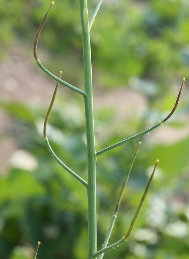 Изображение особи Raphanus raphanistrum.