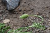 View full-size image genus Papaver